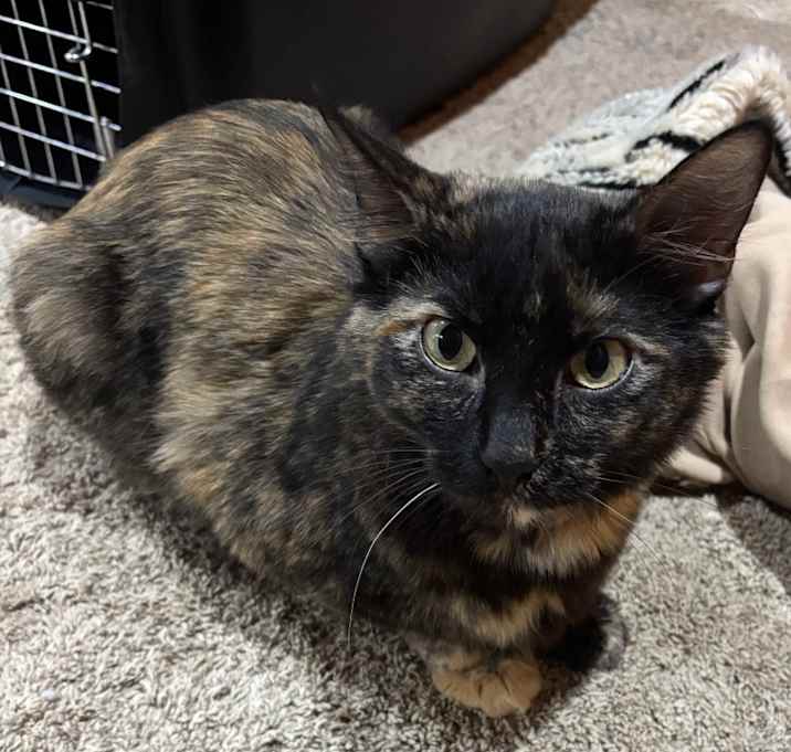 Photo of Tortie