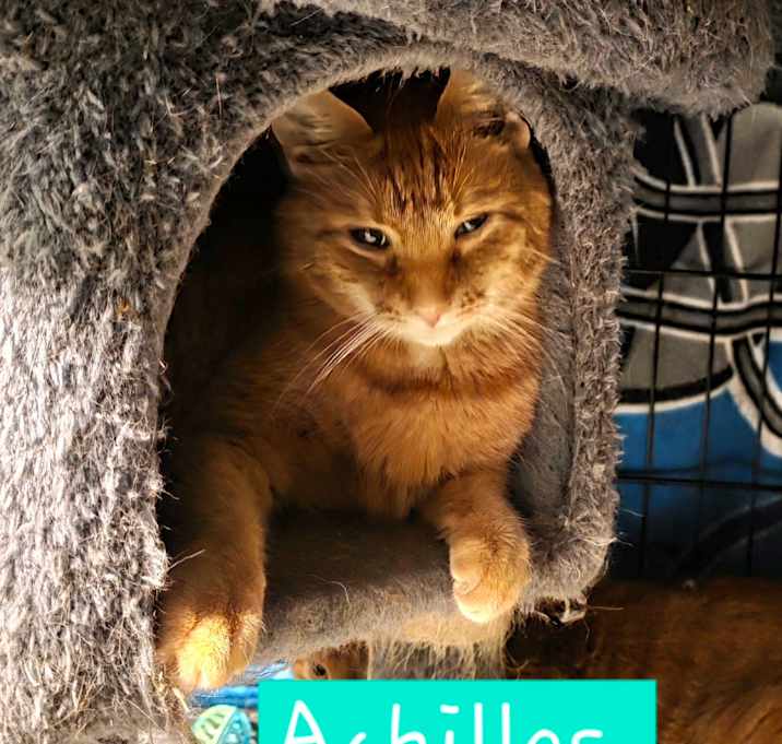 Photo of 0922-07 Achilles