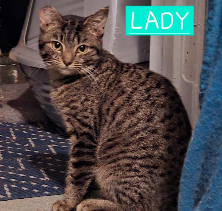 Photo of 1025-220 Lady