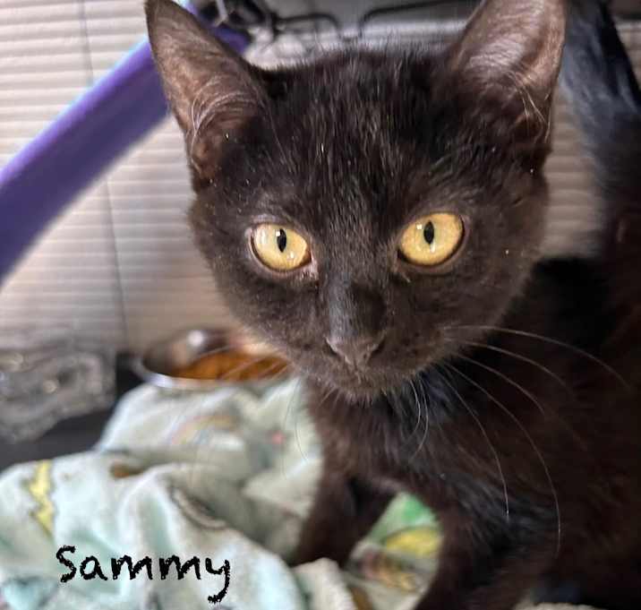 Photo of Sammy