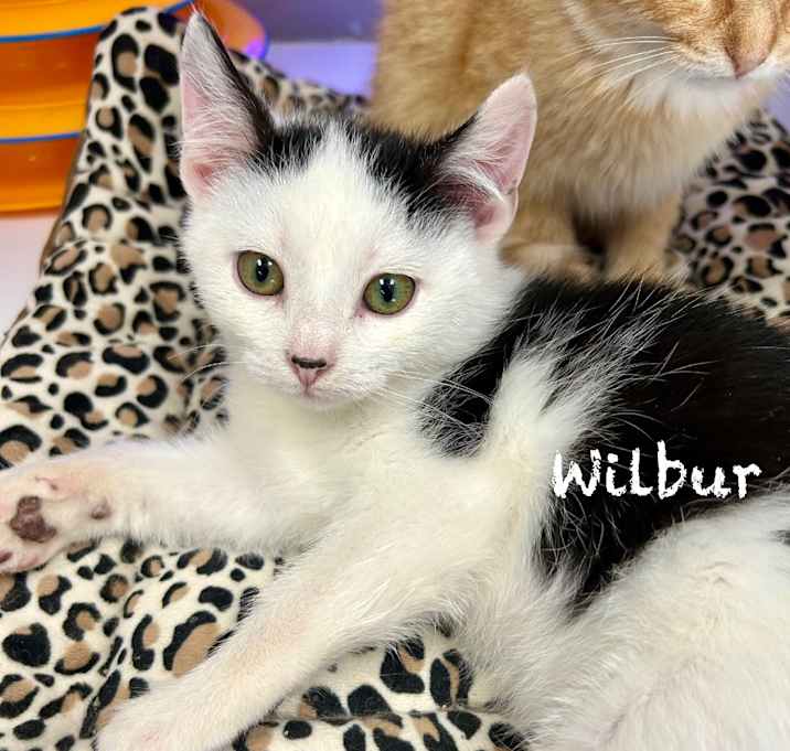 Photo of Wilbur