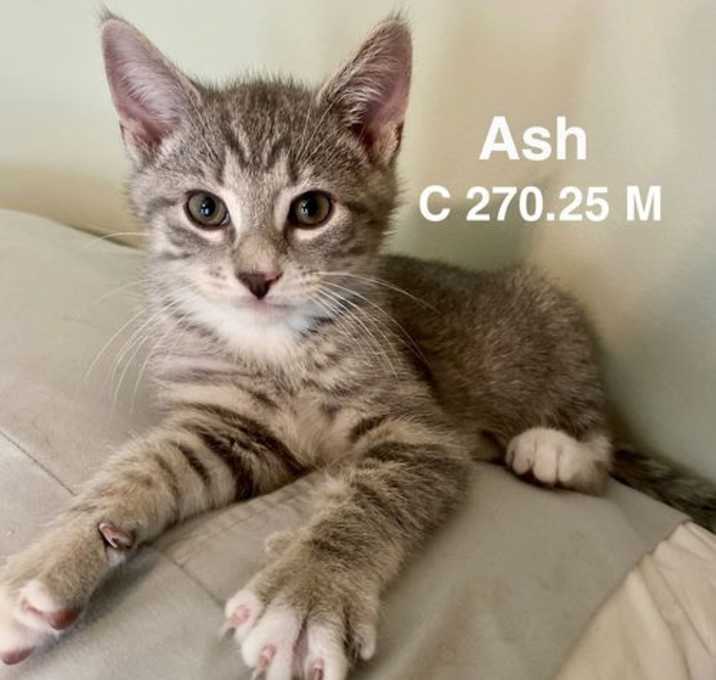 Photo of Ash