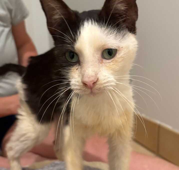 Photo of Pumpkin Spice