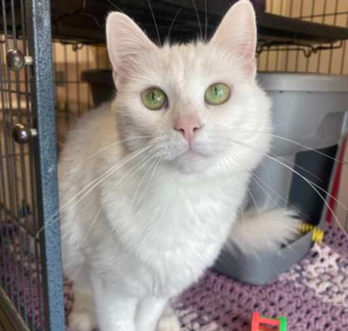 Photo of Titania (bonded with Odette)