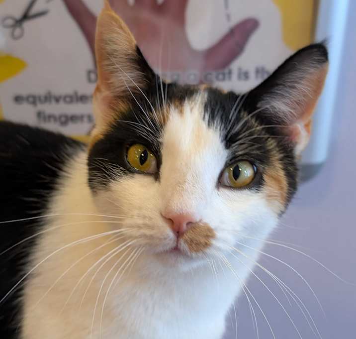 Photo of Calliope(cat café)