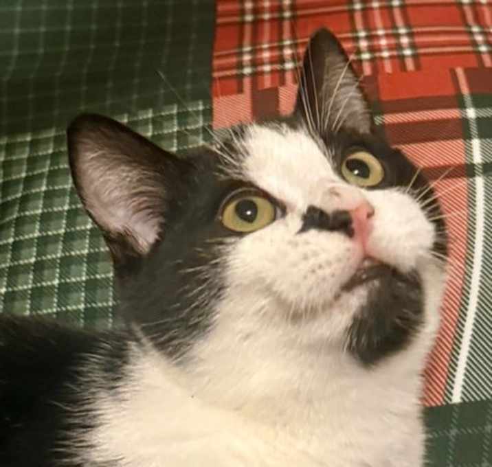 Photo of KItten Pepper