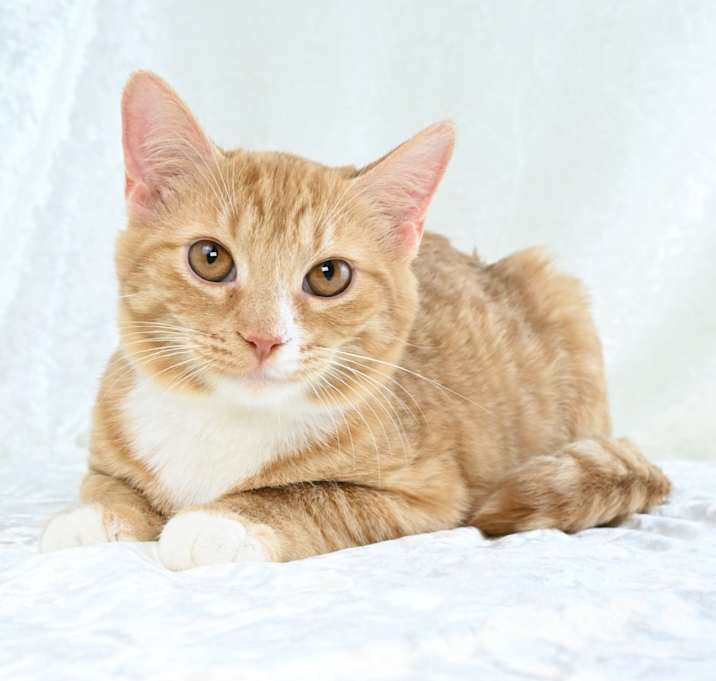 Photo of Cheddar
