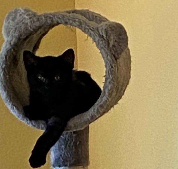 Photo of Winter Willow