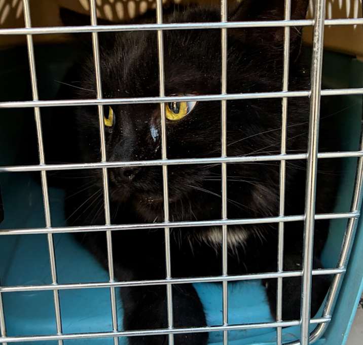 Photo of HACC-Stray-32289