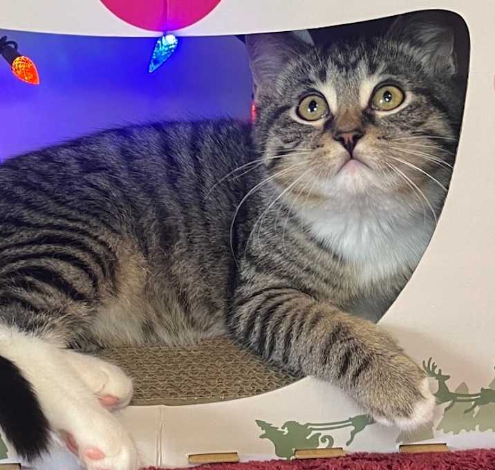 Photo of Big Tony Purrano 55715