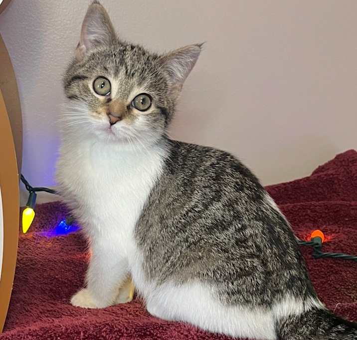 Photo of Meadow Purrano 55718