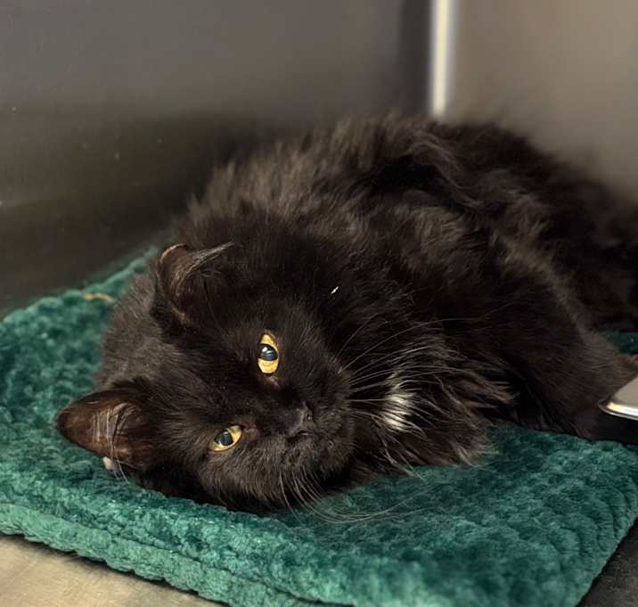 Photo of Bumble Bumble