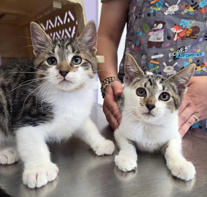 Photo of Tootsie and Twinkle Toes