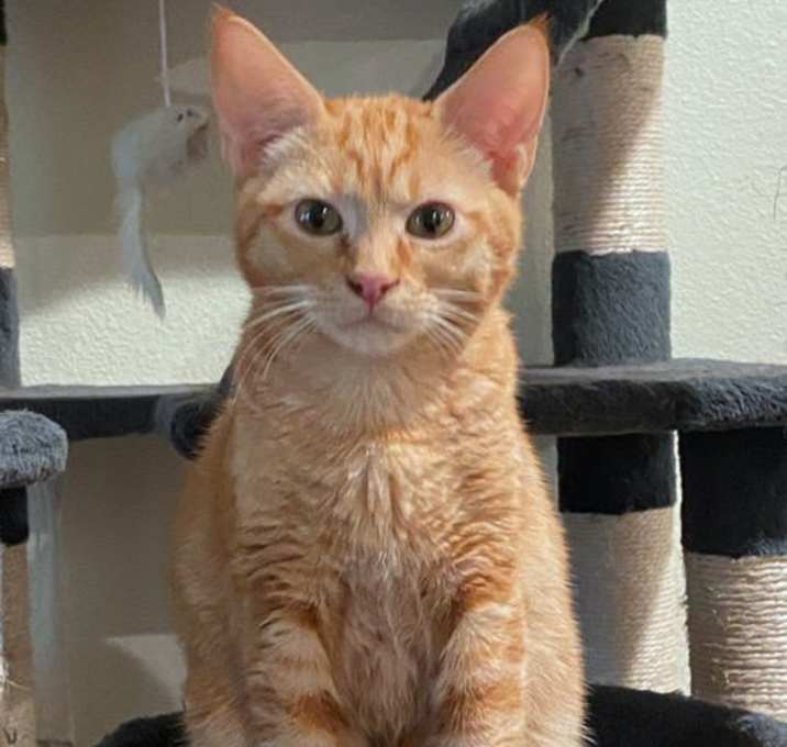 Photo of OLLIE - Friendly to all Teen