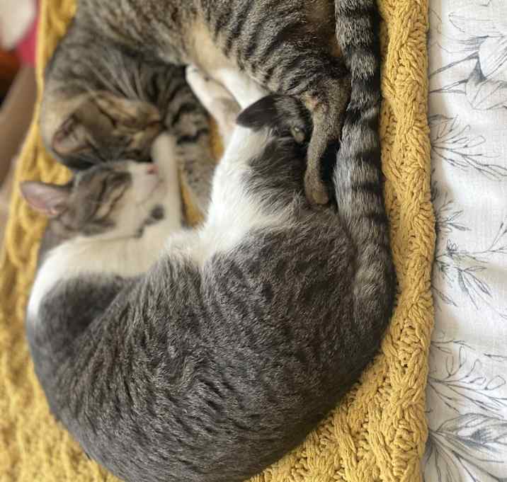 Photo of Champa & Kyo