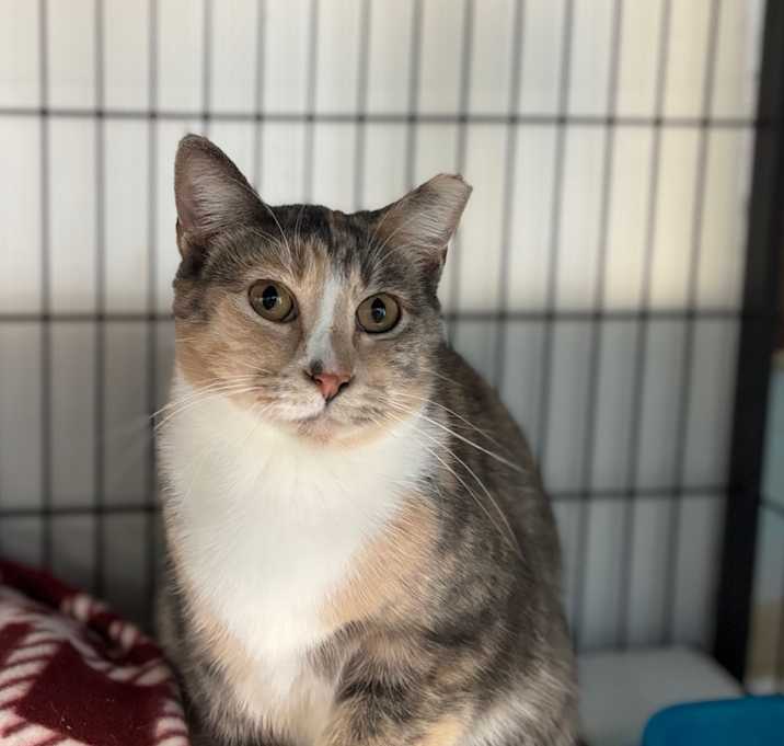 Photo of Basket O Fruit 