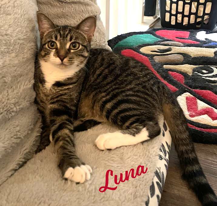 Photo of Luna #sister-of-Clover