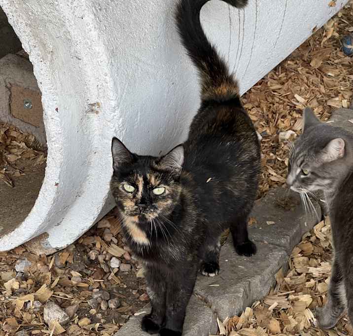 Photo of Jackie [Barn Cat]