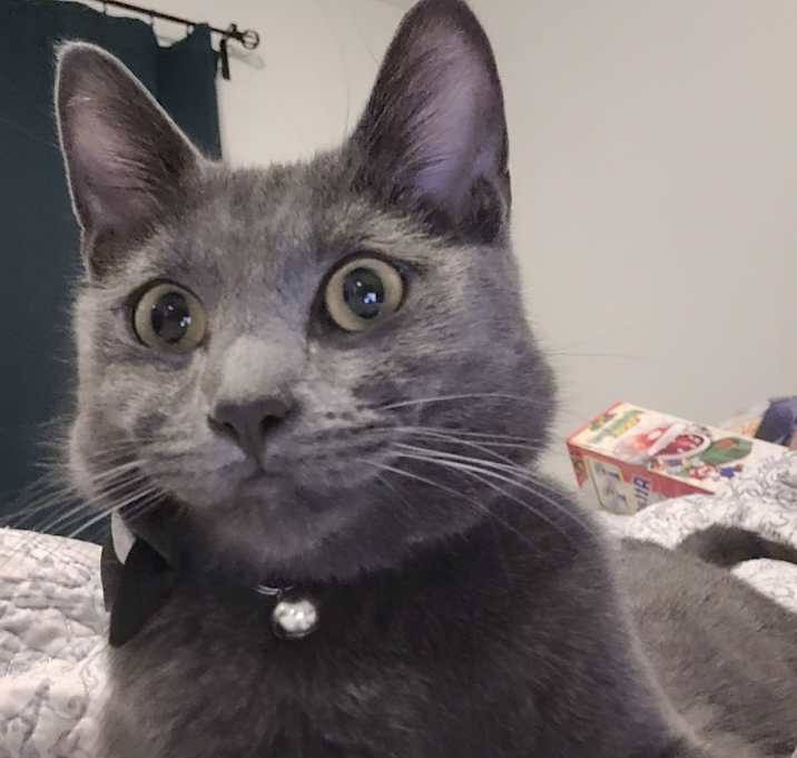 Photo of Rocket (Kitty)