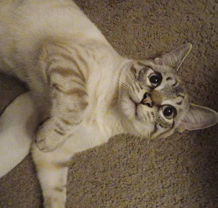 Photo of Harley & Zander