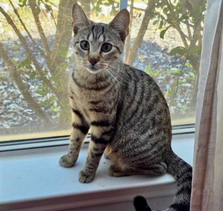 Photo of Cookie Butter (pre adopt)