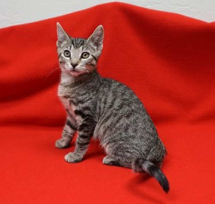 Photo of Orange Lizzy