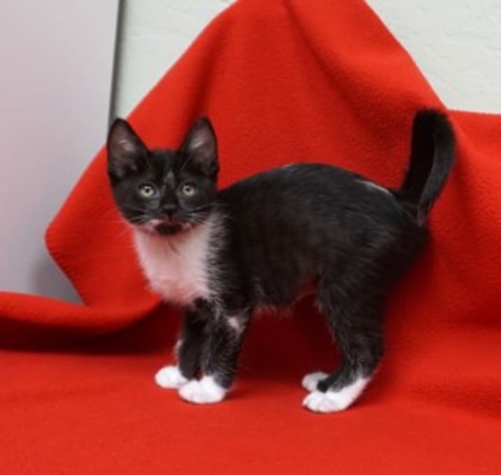 Photo of Orange Blizzard