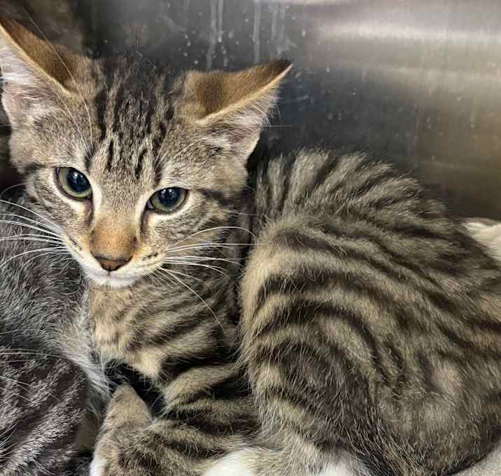 Photo of Ven / AC 27437 F