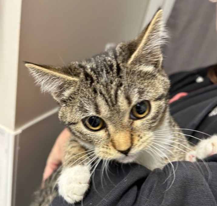 Photo of Kitten - Jazzy