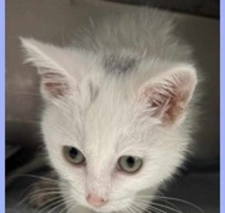 Photo of Heavy Cream