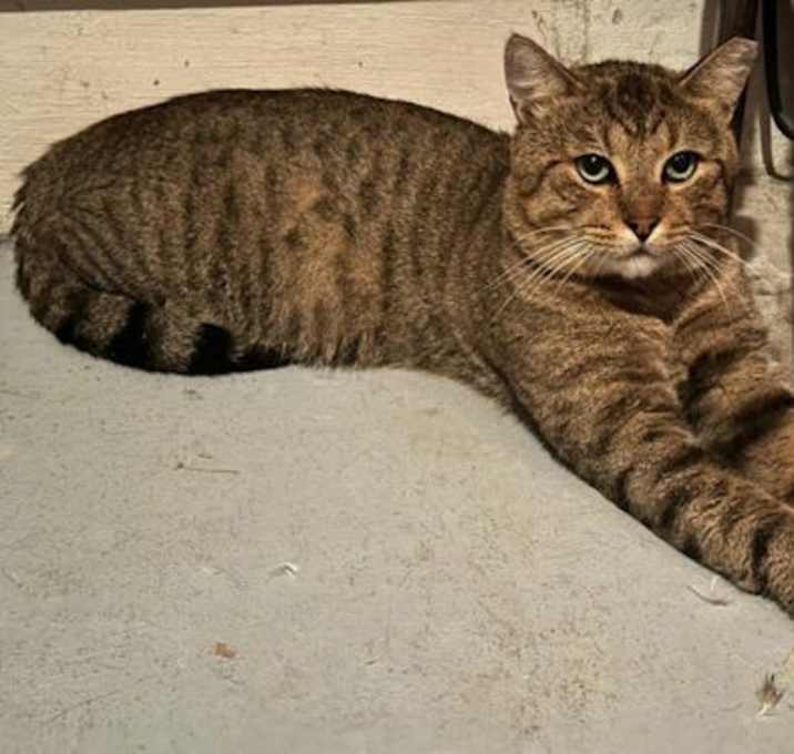 Photo of Tigree - Petsmart Plantation Foster Home