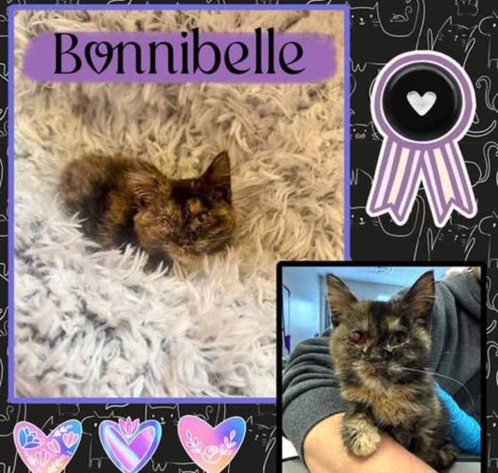 Photo of Bonnibelle (medical hold)