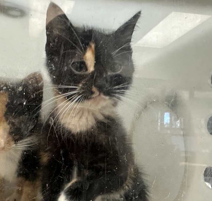 Photo of Peppermint Stick