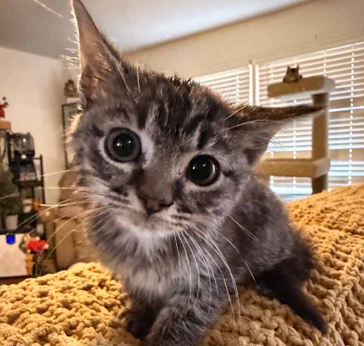 Photo of Neville (In Foster)