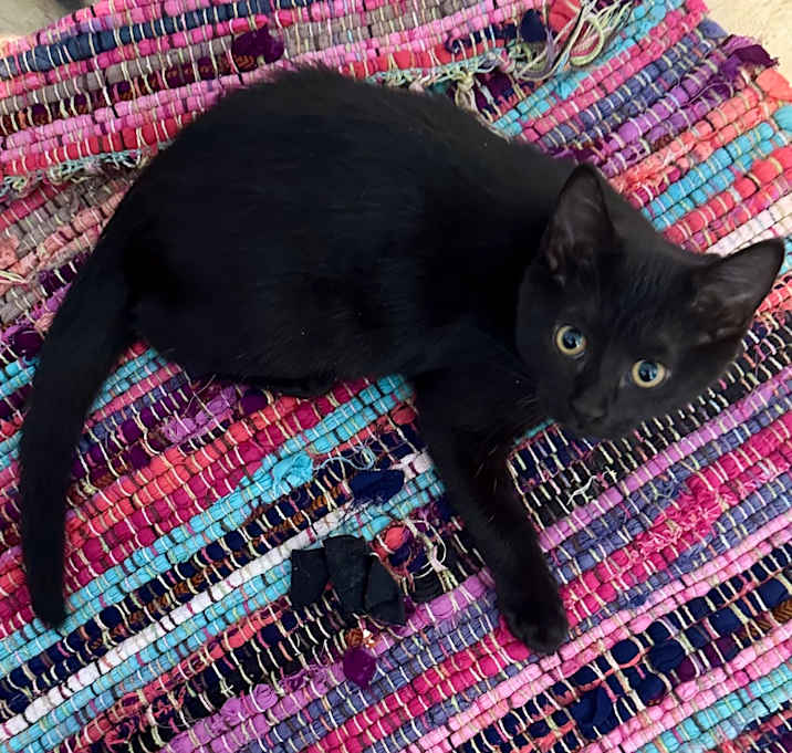 Photo of Velociraptor CAQ