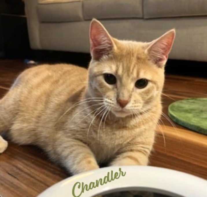 Photo of Chandler #affectionate-cuddlebug