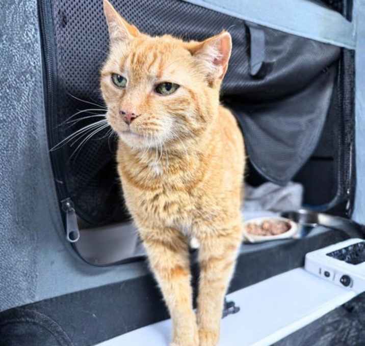 Photo of Pistol Shrimp