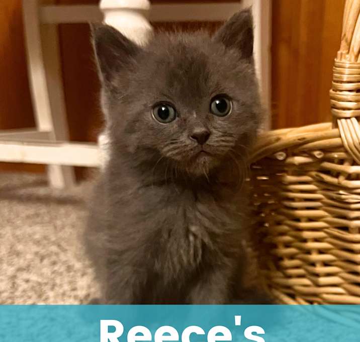 Photo of Reece's