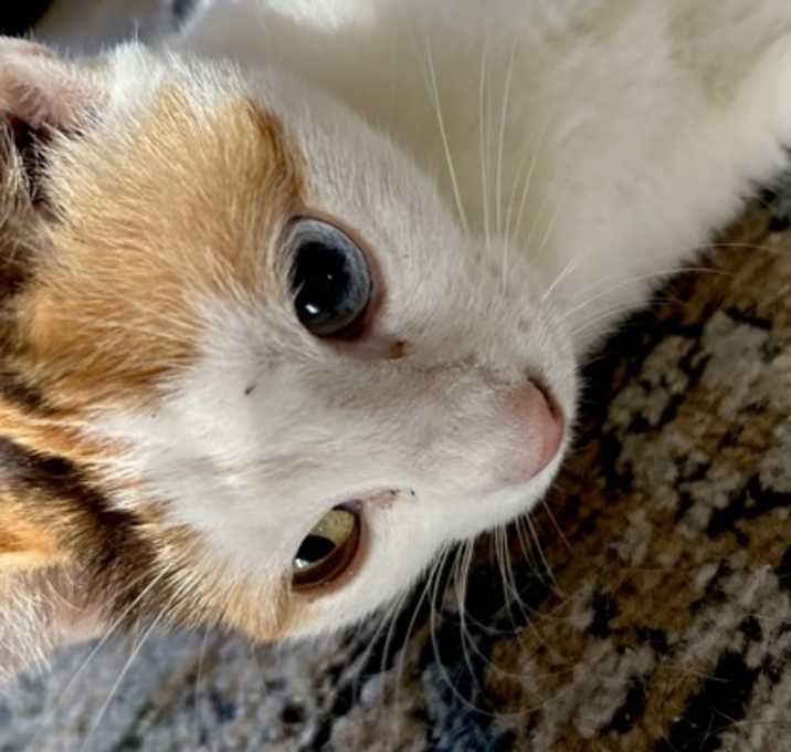 Photo of Sunflower AL/MS