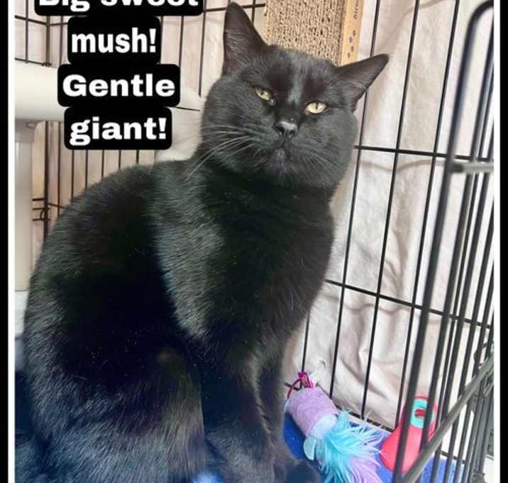 Photo of Duke (FCID# 11/18/2025 - 129) Willow Grove