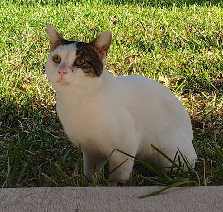 Photo of Oliver Twist