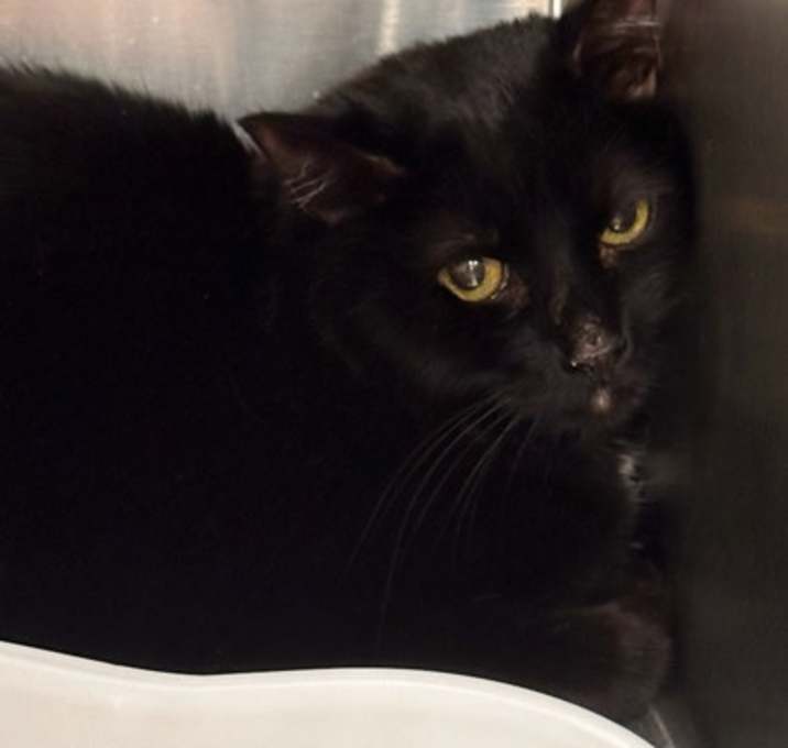 Photo of Silvia Bonded with Pepper