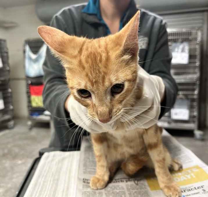 Photo of JACK SKELLINGTON