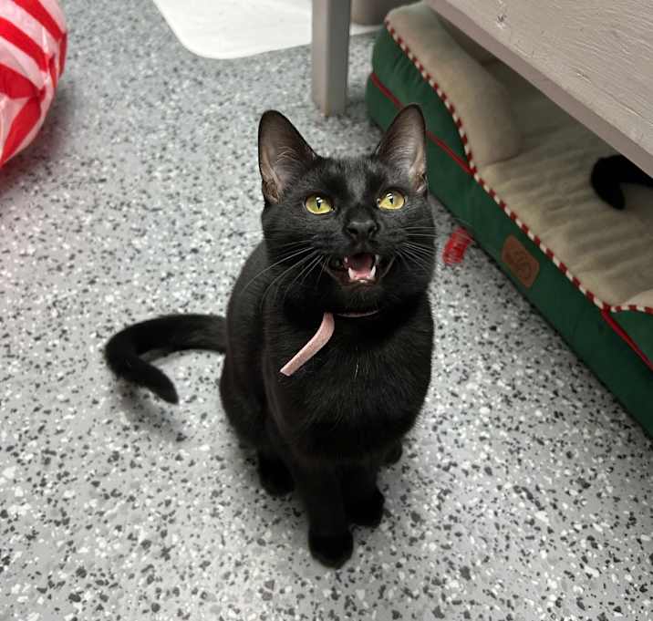 Photo of Safiya (Pink) 27575