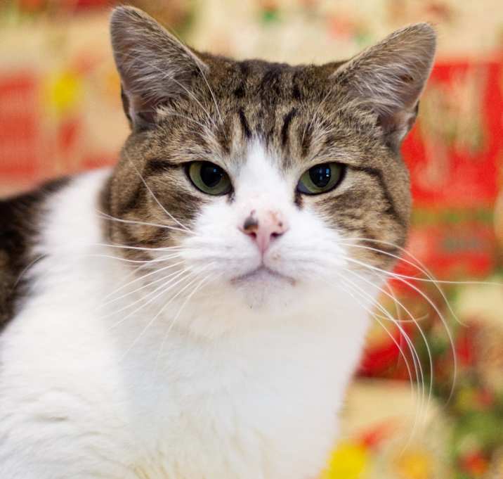 Photo of Oppenheimer