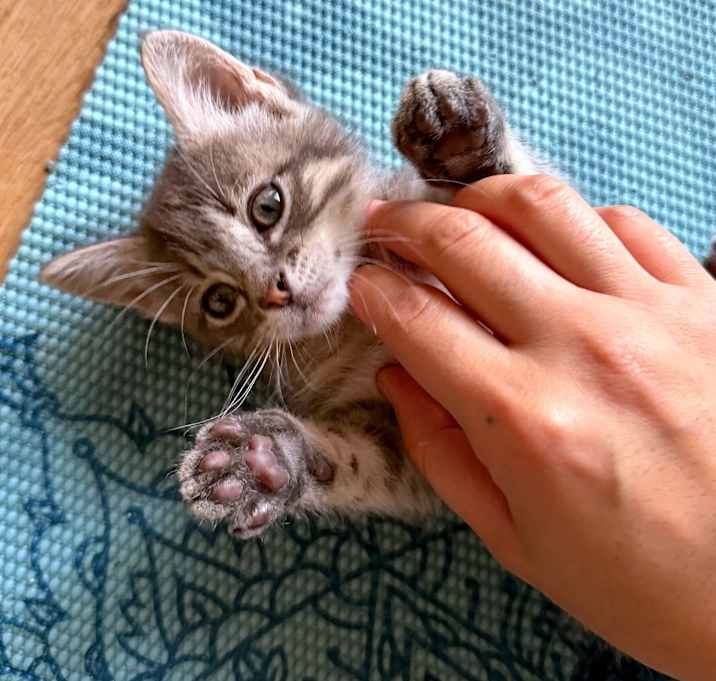 Photo of Yule Cat 28