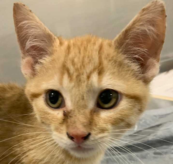 Photo of Keenen Ivory 