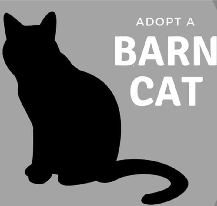 Photo of Gingerbread