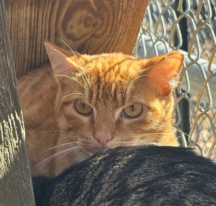 Photo of (WC) Tabasco 