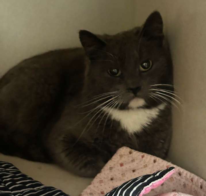 Photo of Kimmy - Barn Cat